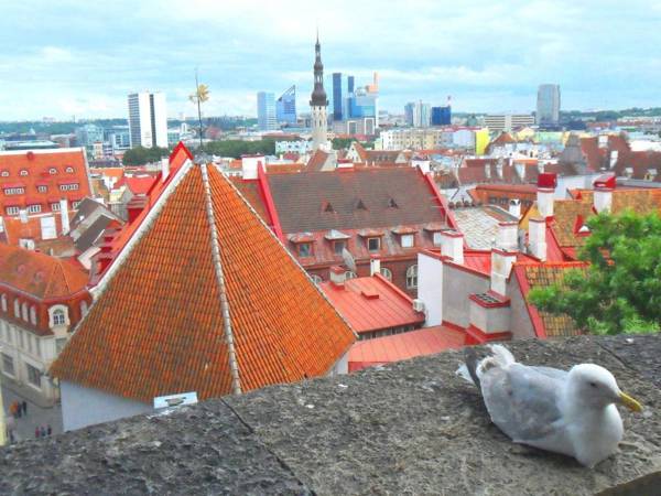 Park Apartment Tallinn