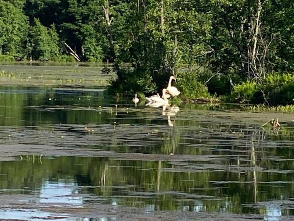 Neitsijärve majutus