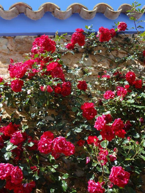 Sa Vinya d'en Palerm