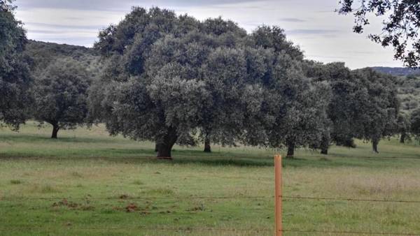Casa Rural EL Trillo