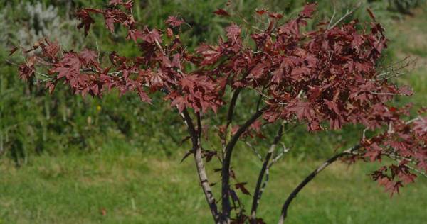 Almarinae apartamentos