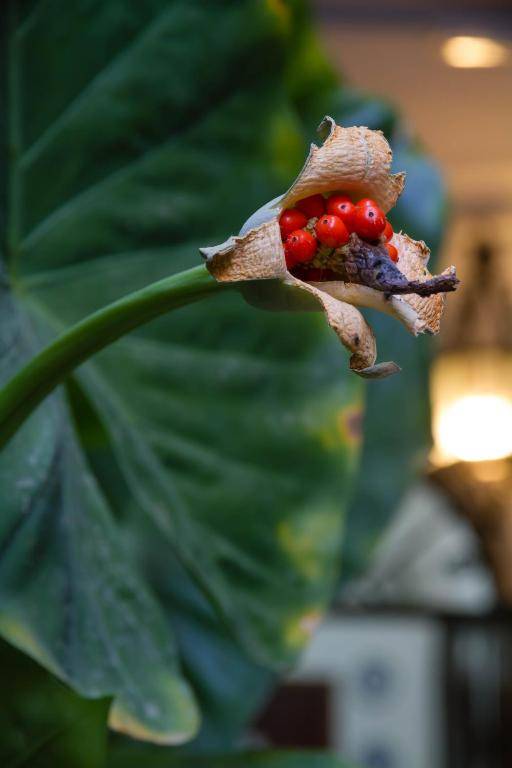 Pensión San Benito Abad