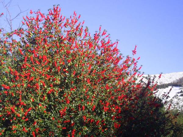 Apartamentos Peña Ubiña