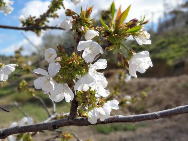 El Huésped del Sevillano AR