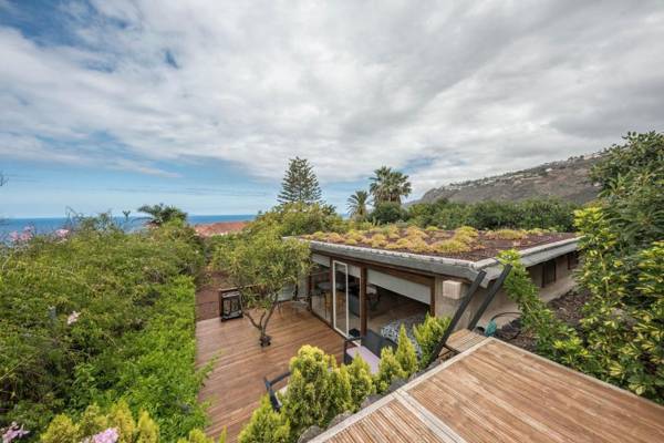 Cottage Strelitzia among Avocados