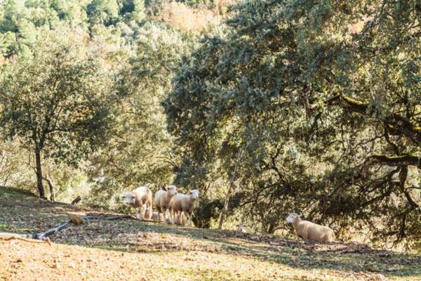 Casa Rural Pozuelo 1 JABUGO