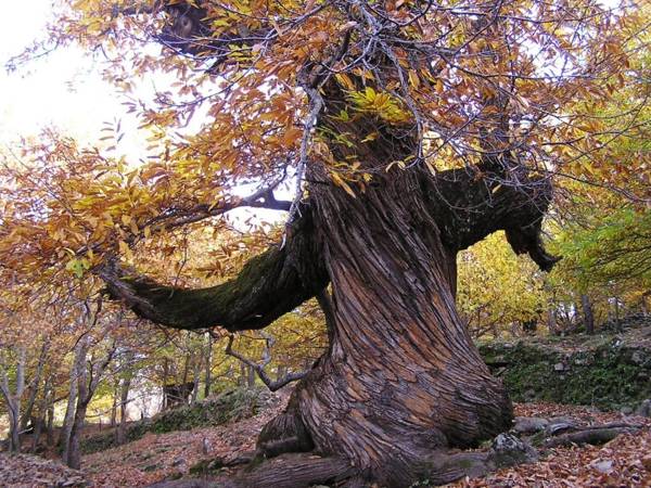 Apartamento Rural Arbequina