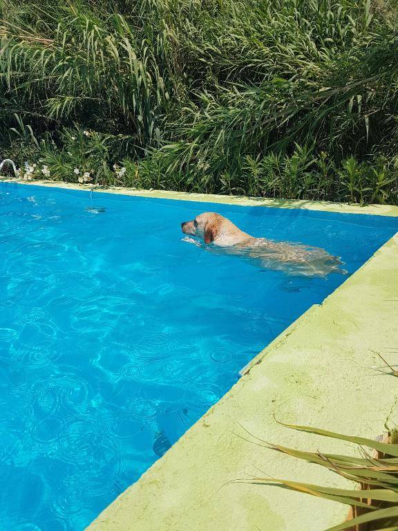 Mas Torrencito pet friendly