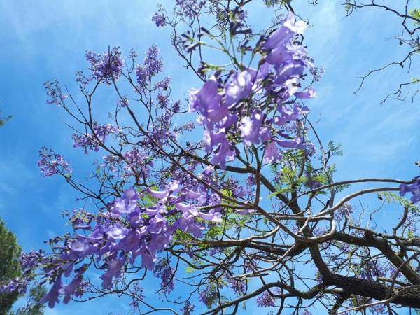 Cortijo Los Conquistadores
