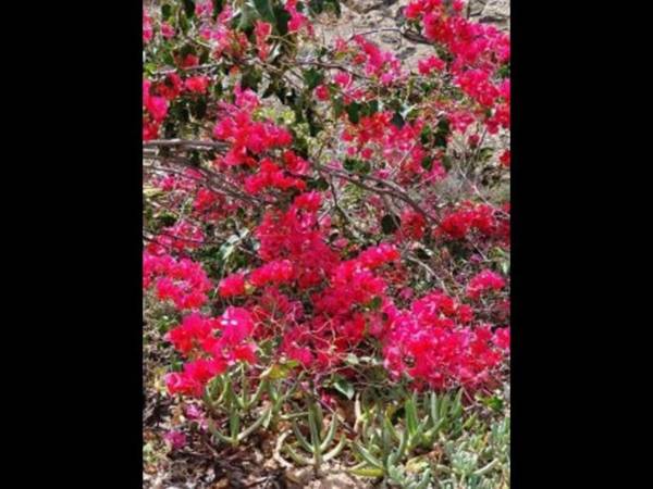 Casa Rural Los Olivos Arico relax hiking