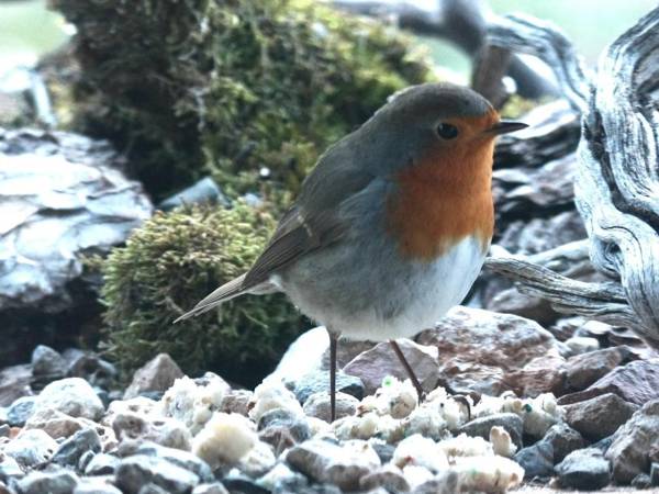 Casa Rural Molí de Fòrnols