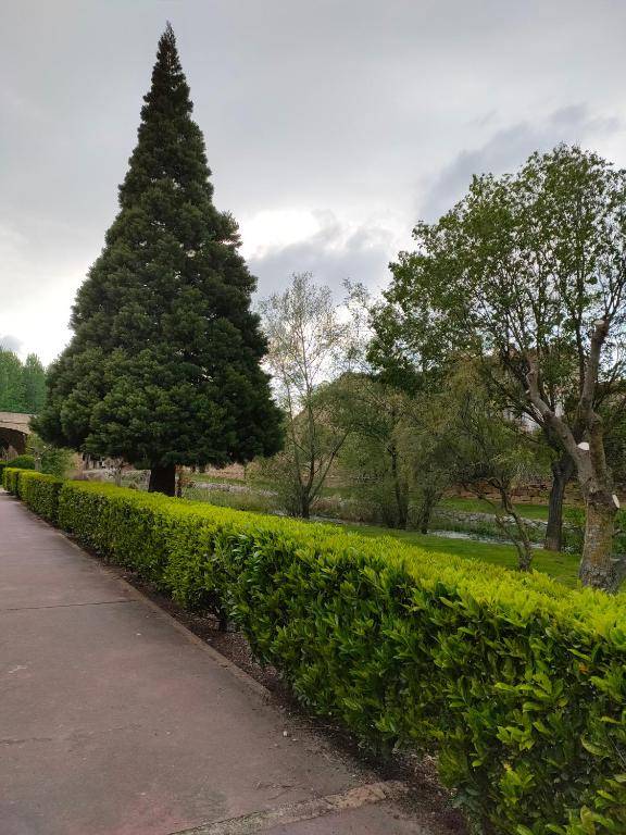 Apartamentos Antonia