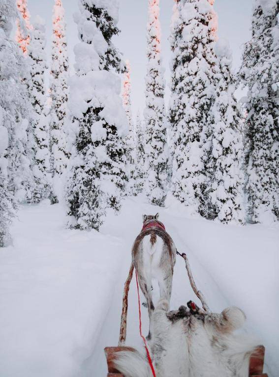 Magical Pond Nature Igloos