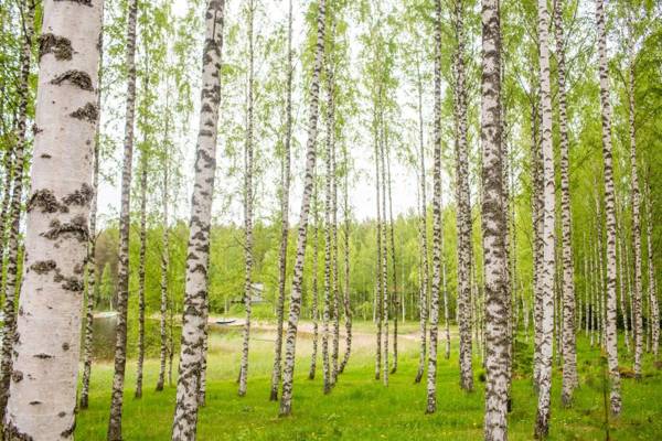 Resort Naaranlahti Cottages