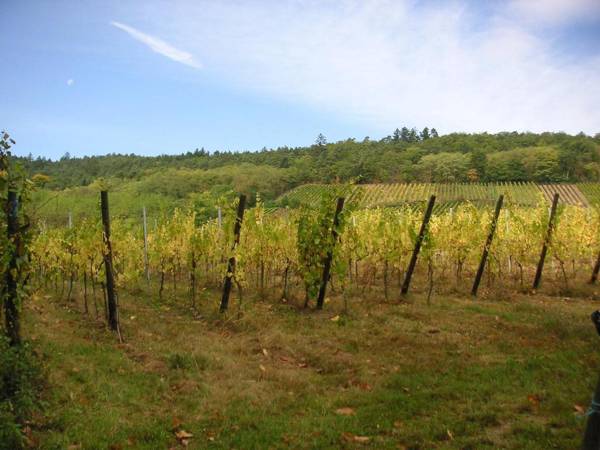 Gite Les clés des Vignes
