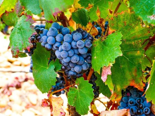 Elegant Holiday Home with Barbecue Garden Garden Furniture