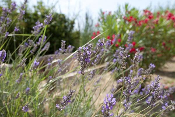 Gîtes Equestres Lou Caloun - Les Saintes Maries de la Mer