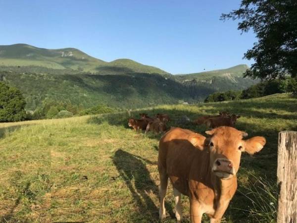 Appartement Mont-Dore 2 pièces 4 personnes - FR-1-608-190