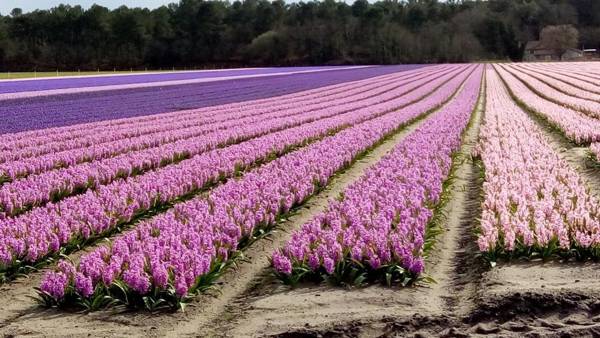 Moliets plage Résidence OPEN SUD