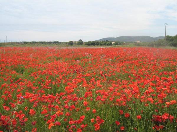 Gite "villa lou félibre"