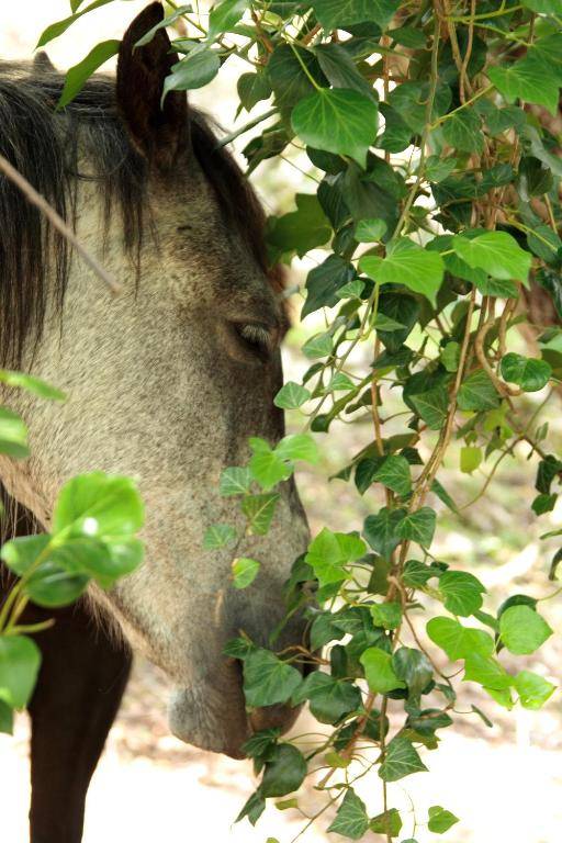 Maisonnette du berger de Croccano