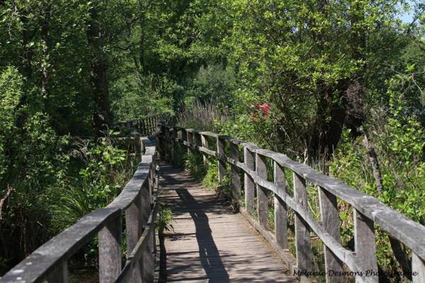 Comme à la maison - BASILIQUE