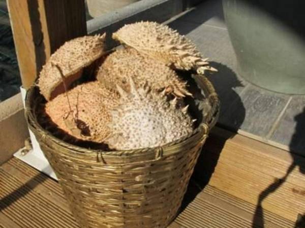 Gîte Pornic 3 pièces 4 personnes - FR-1-306-1039