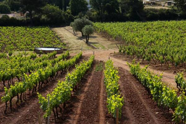 DOMAINE DE LA NAVICELLE - CABERNET