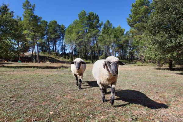 Domaine Les Petites Vaines