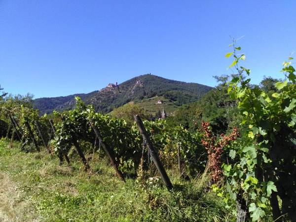 Gites & Camping on the Route des Vins