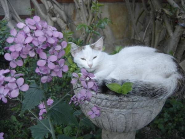 Hébergements à La Rive Accueil ouvert tous les jours jusqu'à 20h00 dernier délai depuis 29 ans ! Réserver ici svp ! Merci ! Aucun règlement à distance accepté Paiement par CB Espèces Chèque ou Chèques-Vacances impérativement à la remise des clefs !