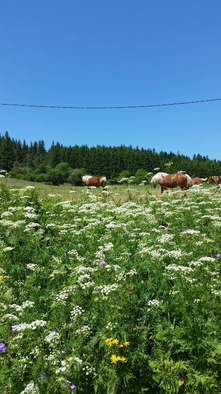 VVF Villages « Les Sucs du Velay » Saint-Julien-Chapteuil