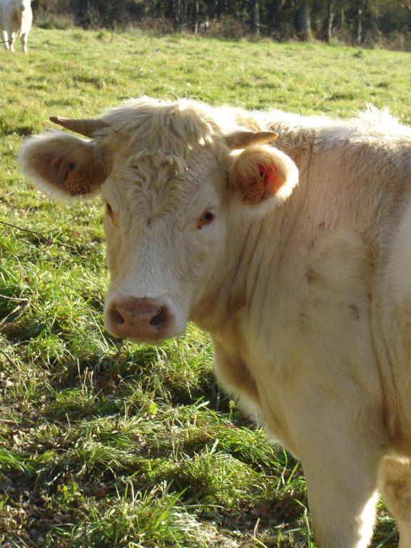 Aux 2 Puys - Gîte "Le Lemptégy"