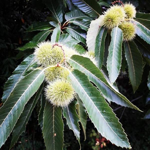 Demeure de la Garenne