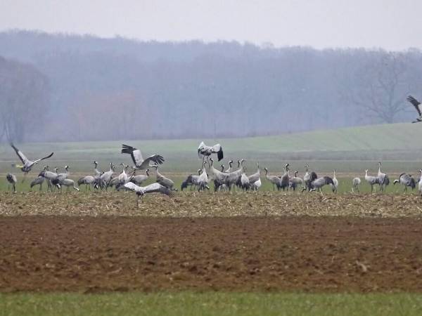 Cozy Holiday Home in Droyes North France with Terrace