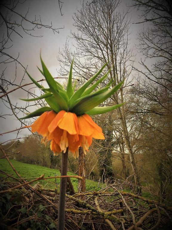 A l'Aube des Volcans