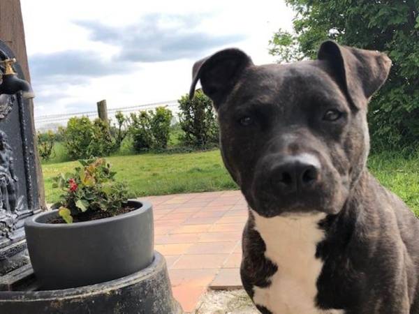 LA VILLA QUI A DU CHIEN