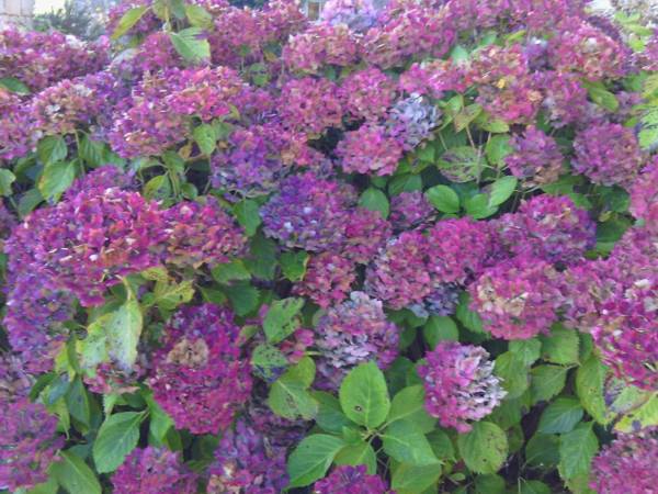 Manoir de Kerguereon