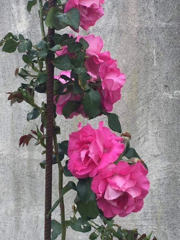 B & B Florence et Francis