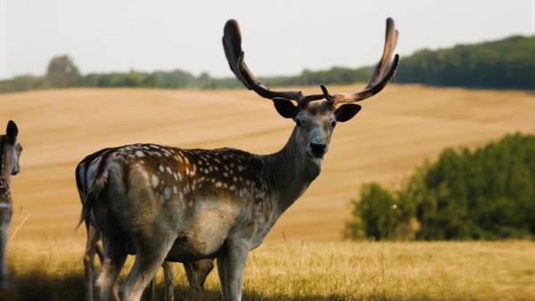 Hôtellerie de l'Abbaye