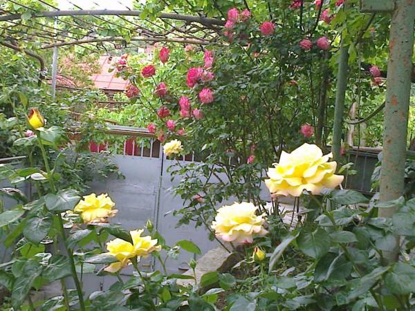 Tbilisi guesthouse Nini