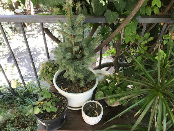 Talaveri Apartment in Old Tbilisi