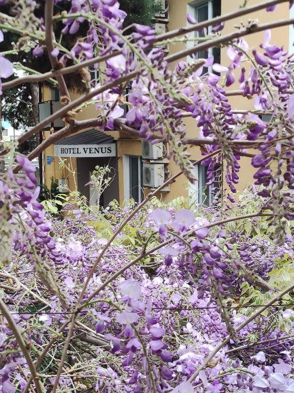 Hotel VENUS