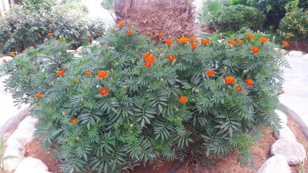 Ilian Beach & Apartments