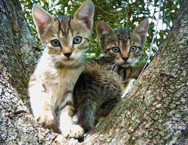 Haus Lemoni - Studio