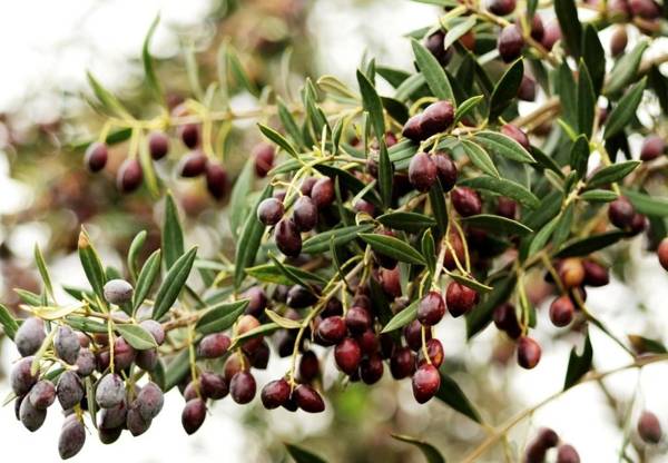 Angela's House Hotel