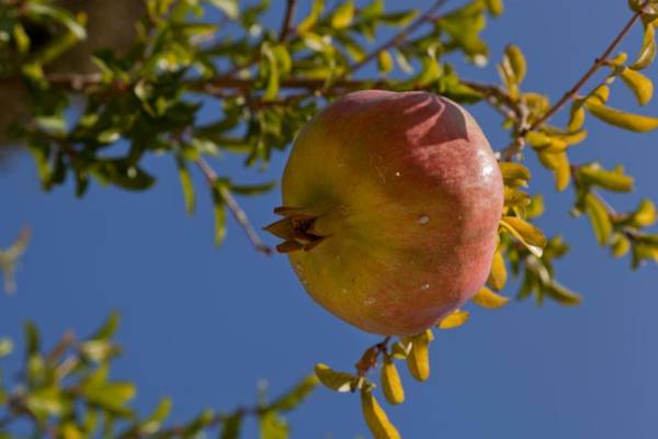 Creta Blue Boutique Hotel