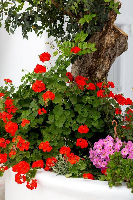 Flaskos Suites and more