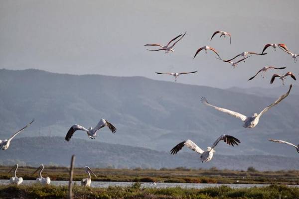 Koronisia Apartments
