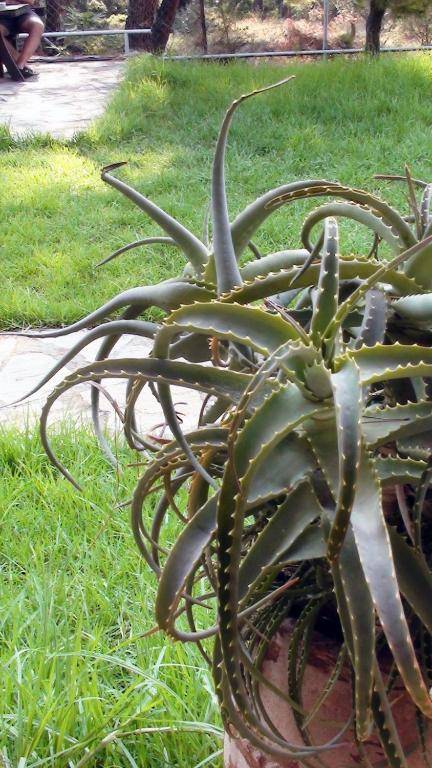 Andreas Luxury Maisonette